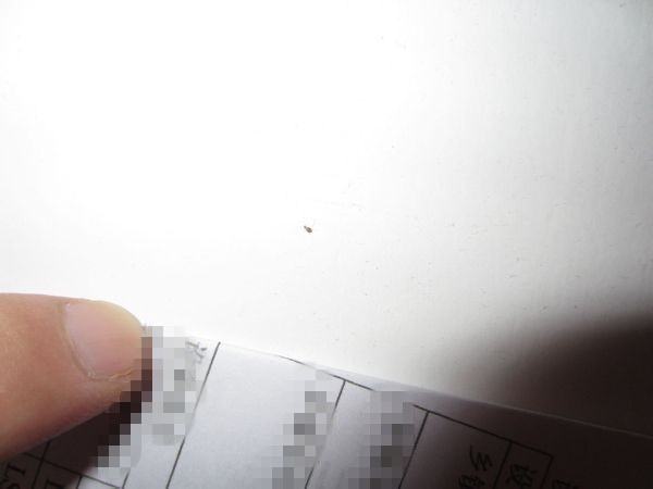 墻壁上有很多小蟲(chóng)子怎么處理 墻壁上有很多小蟲(chóng)子怎么處理