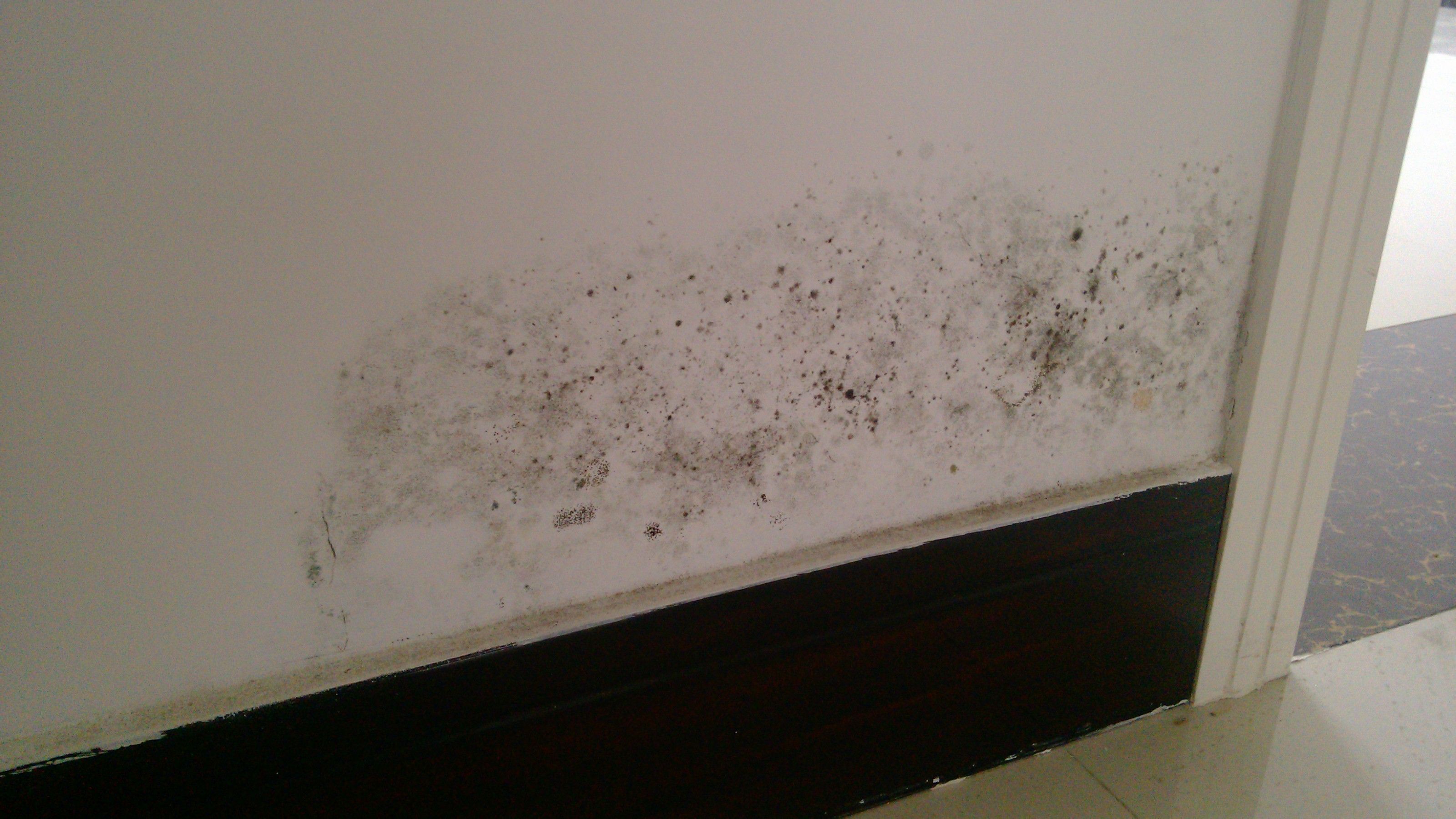 墻壁發(fā)霉怎么辦