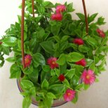 養(yǎng)花草有講究:在家里這樣擺放可防病