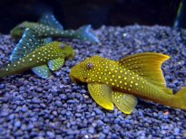 清道夫有什么風(fēng)水作用