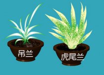 凈化室內(nèi)空氣的植物有哪些?