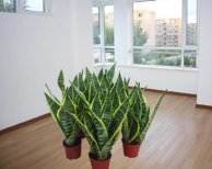 虎皮蘭有除甲醛的作用？虎皮蘭怎么樣