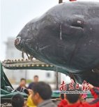 擱淺死亡抹香鯨將制作標本 設(shè)專館展出